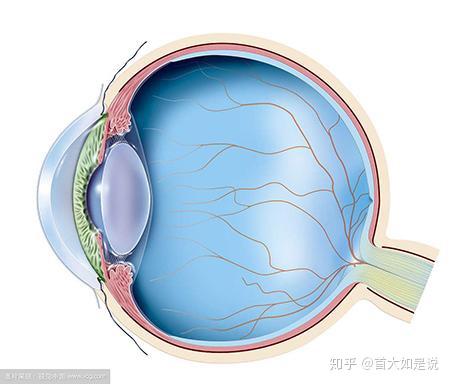中部那条由"红色组成的圆",便是这篇文章的主角——"葡萄膜"