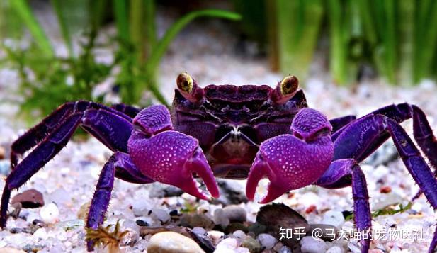 紫色的叫吸血鬼,有时候恶魔也叫吸血鬼蟹就是这个了.