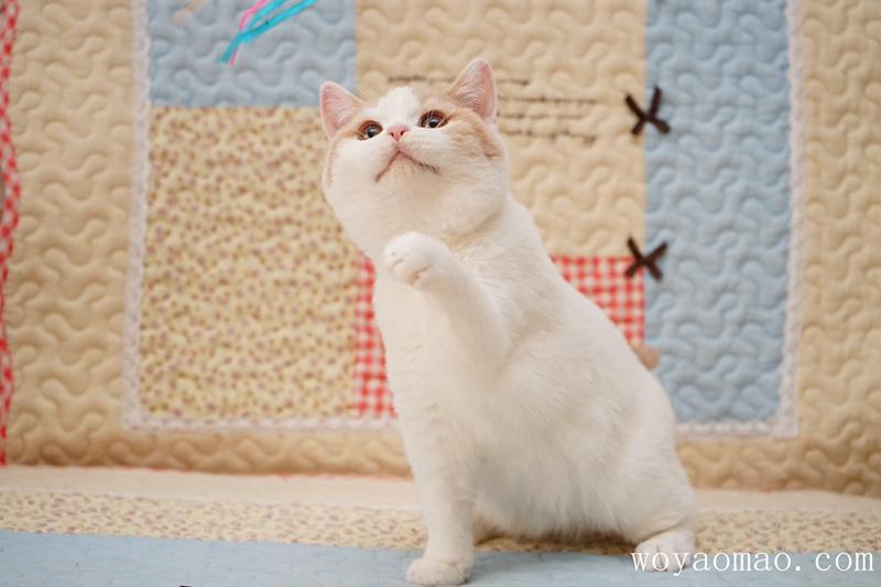 国内猫舍现状如何?开个高级猫舍需要注意什么? - 知乎