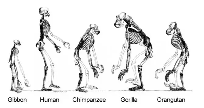 现代类人猿分布图片