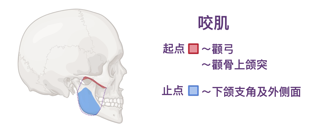 人体解剖学基础:颞下颌关节及咀嚼肌 - 知乎