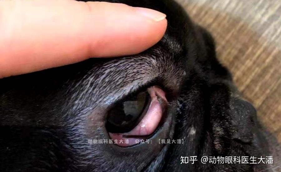 狗眼角有红肉?樱桃眼?斗牛第三眼睑软骨外翻!