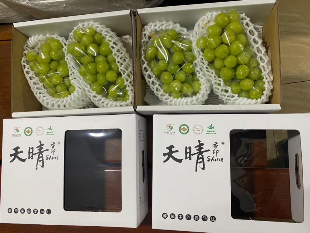 "睡美人"身价大增!阳光玫瑰葡萄全生育期保鲜技术有点牛!