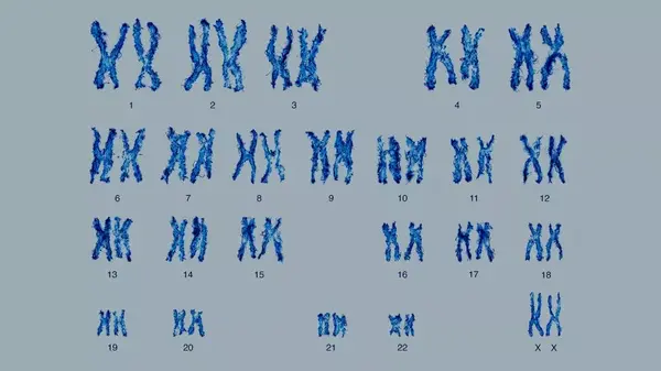 人类女性染色体组