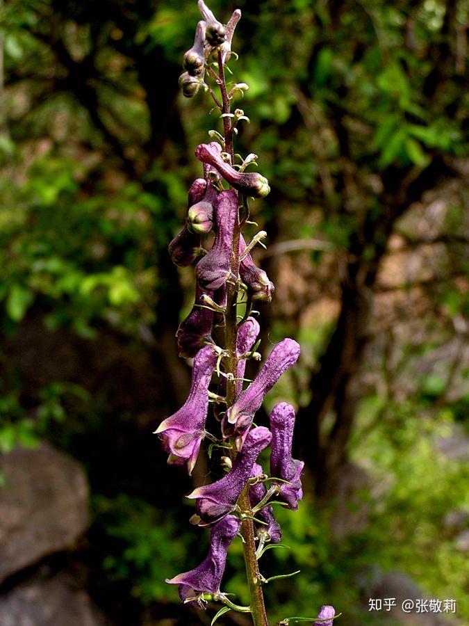 高乌头(刘冰 摄)河北白喉乌头(张敬莉 摄)河北白喉乌头(张敬莉 摄)