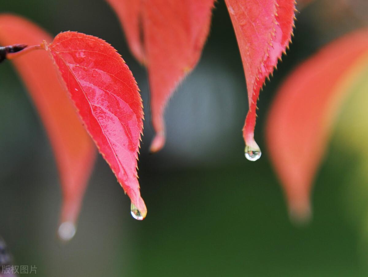 秋雨涟涟,一年一年又一年