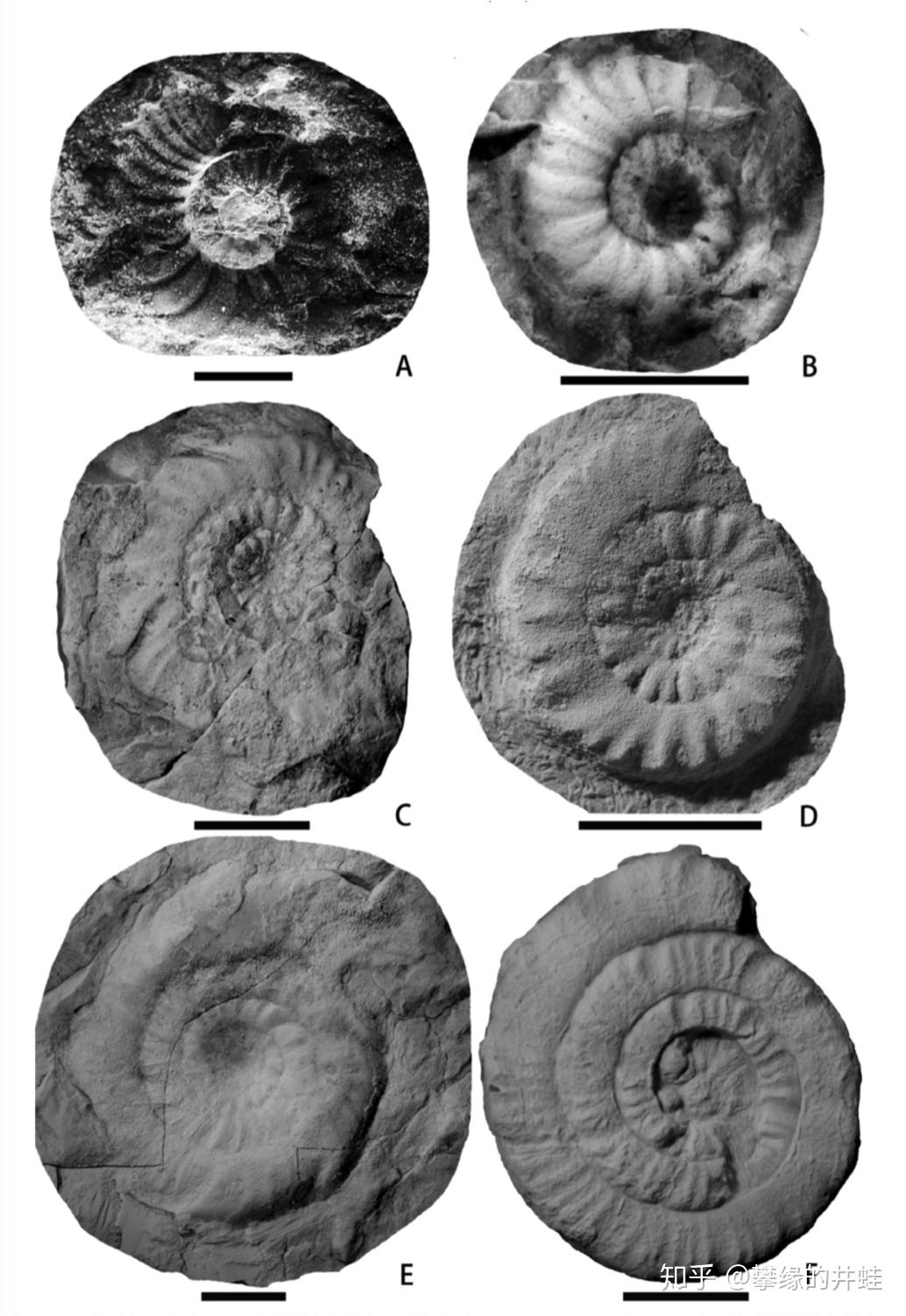 地球演义中生代三叠纪城头变幻大王旗上