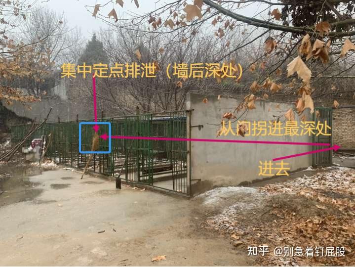 从0开始养狗指南(狗场经验+2.8万字) - 知乎
