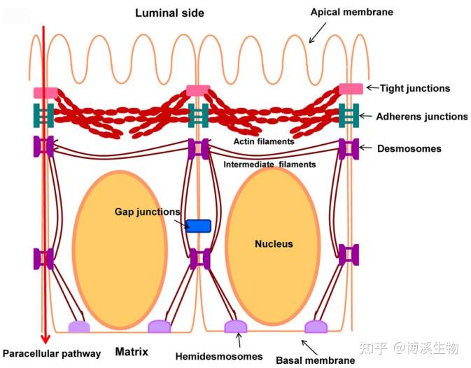 口腔护理报告上口腔结构及常见口腔问题