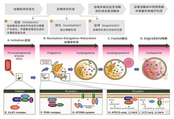 【小优细节君】细胞自噬标志物LC3检测要点，必看！ - 知乎
