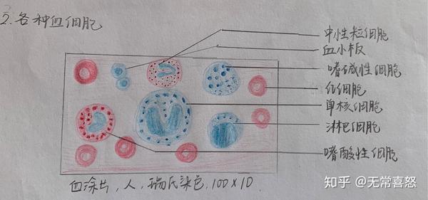淋巴母细胞手绘图片图片