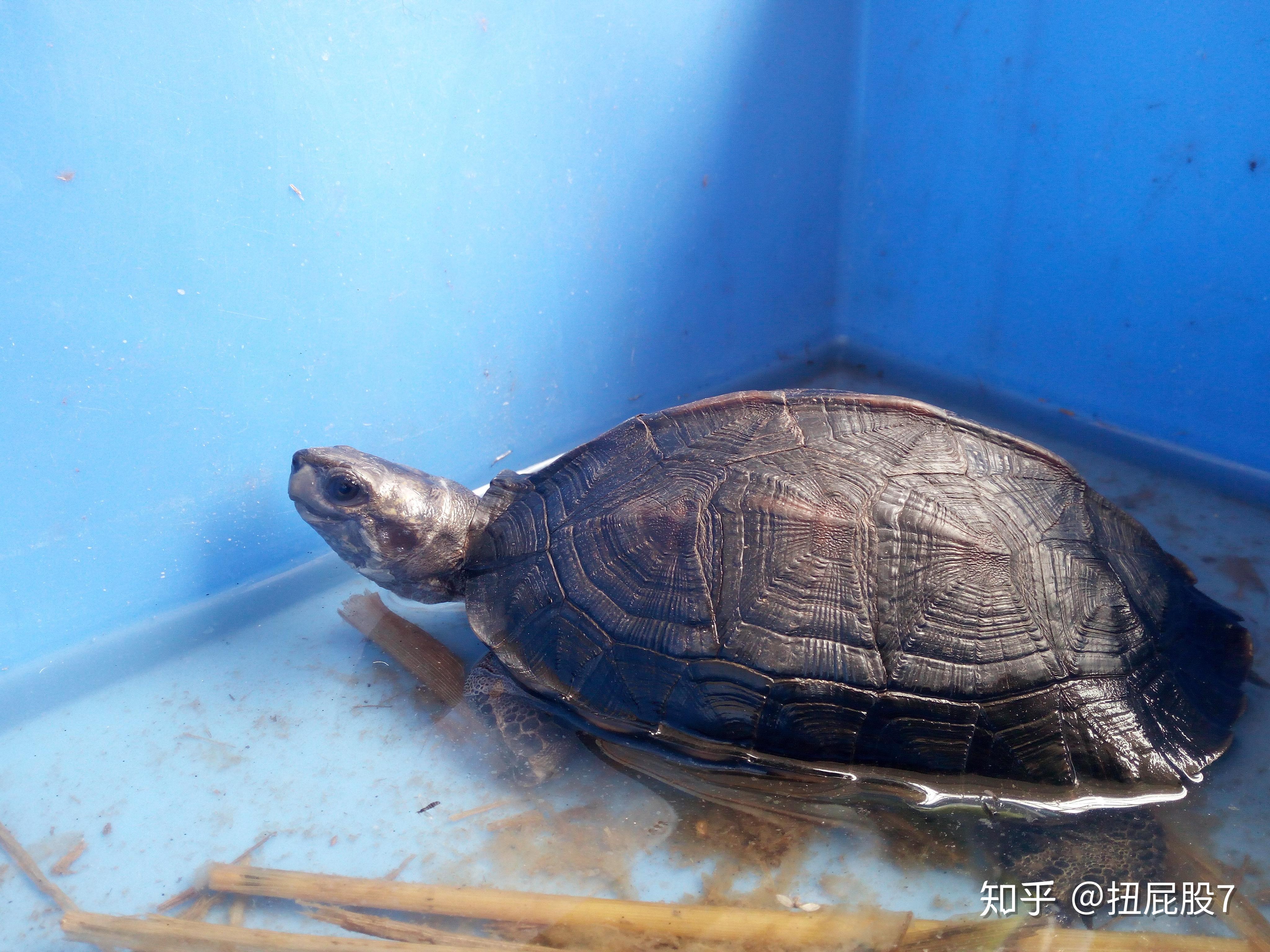 缅甸山龟图片图片