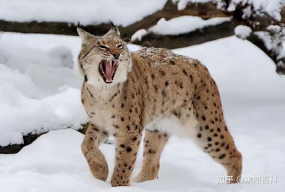猞猁是什么动物?林子里百兽怕猞猁的气味却不怕狼?究竟怎么回 - 知乎