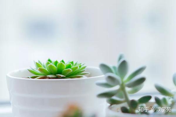 生日书 星星王子陪你过生日 5月7 5月13日 知乎