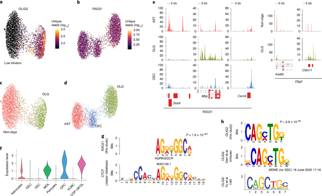 单细胞 CUT&Tag 分析复杂组织中的组蛋白修饰和转录因子 知乎