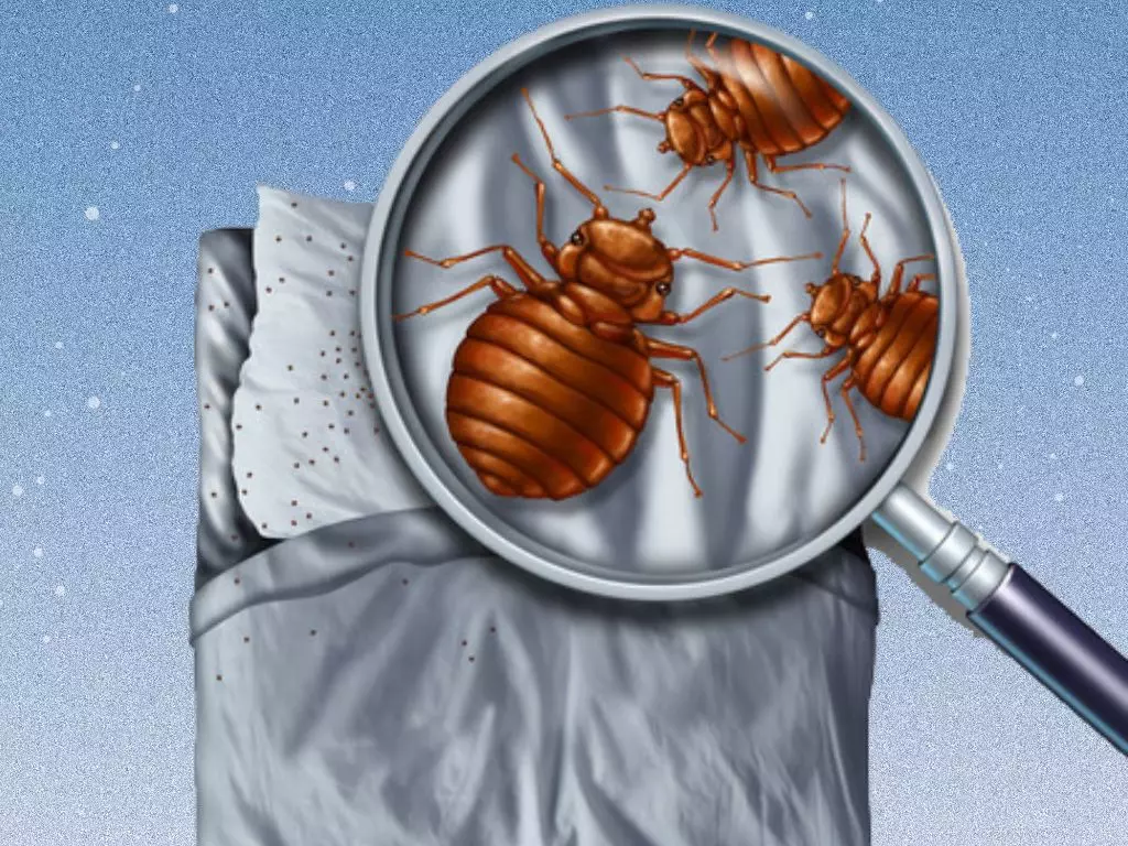 所以我们要正确地给床品进行消毒杀菌,既要在源头上消灭螨虫,又要抑制