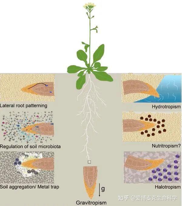 植物如何逃避高盐环境?中科院分子植物卓越中心赵杨研究组新发现 - 知乎