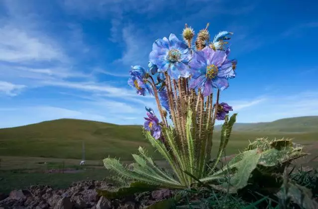 许巍歌中的"蓝莲花",就怒放在青藏高原的后花园.