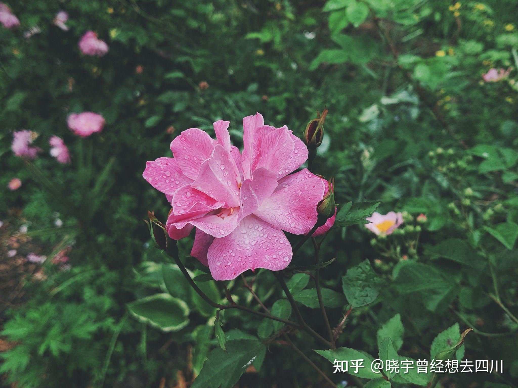 春天的气息图片