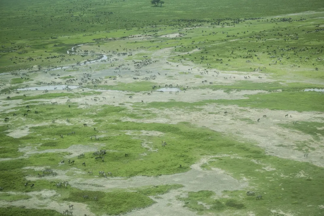 非洲旅游草原萌新绿动物戏花海会玩的人从不错过非洲的雨季