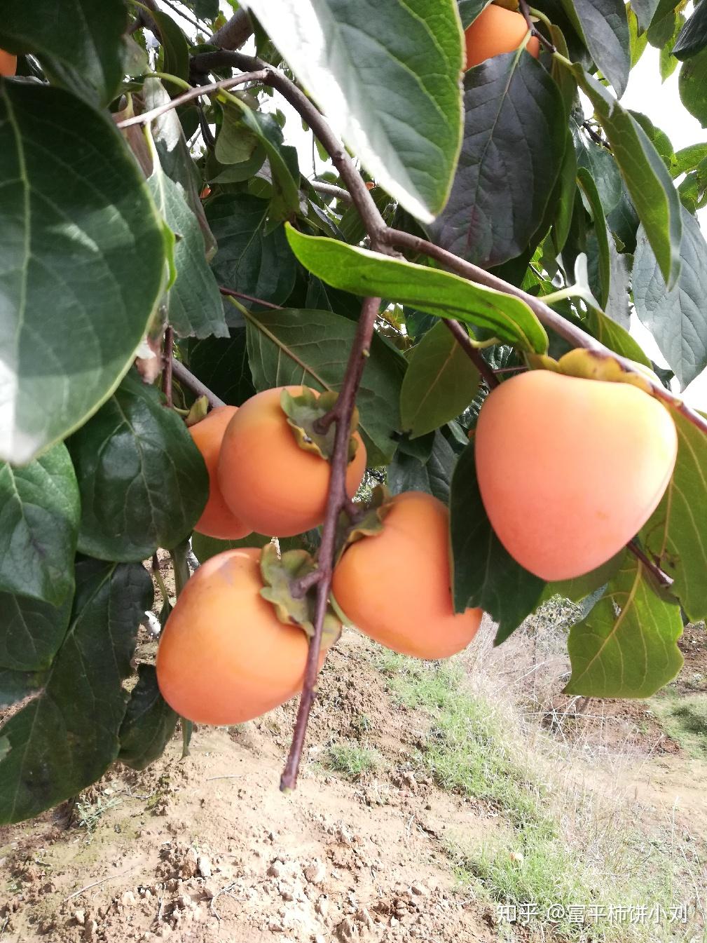 富平尖柿富平独特的印记