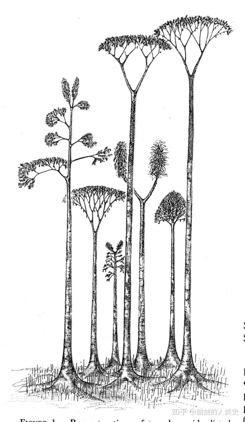 【地球生物全系列——植物篇】石松门—鳞木目 - 知乎