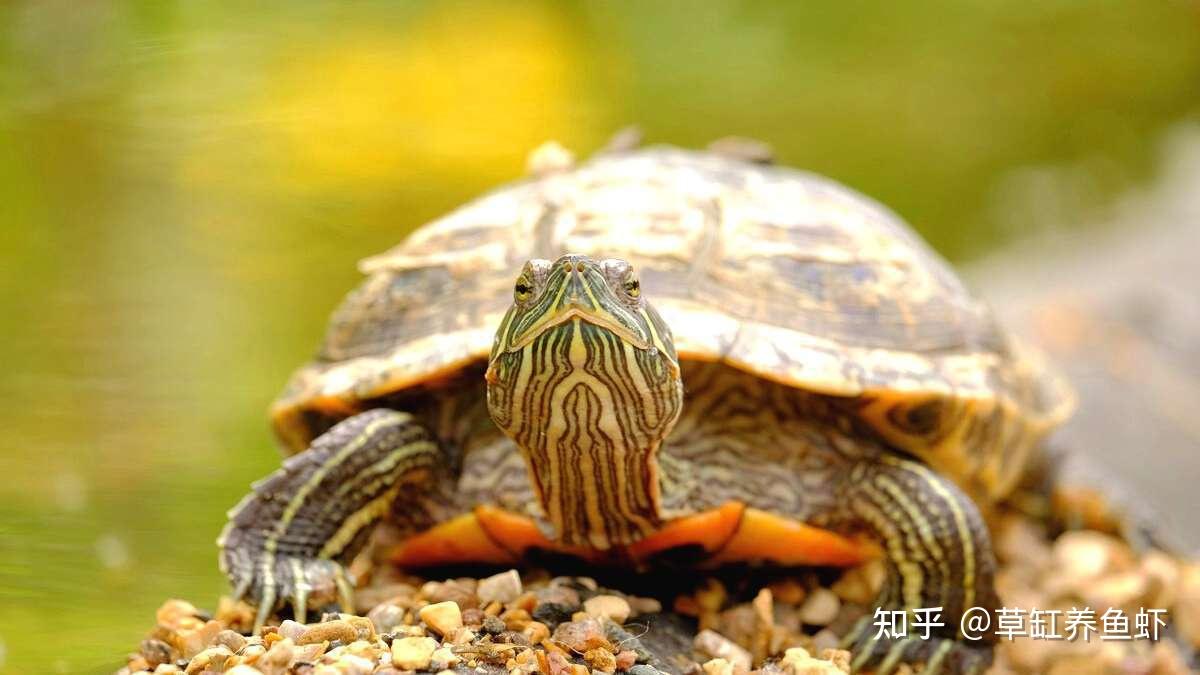 养乌龟要注意些什么?把6个方面做好,把小乌龟养好就很轻松了 - 知乎