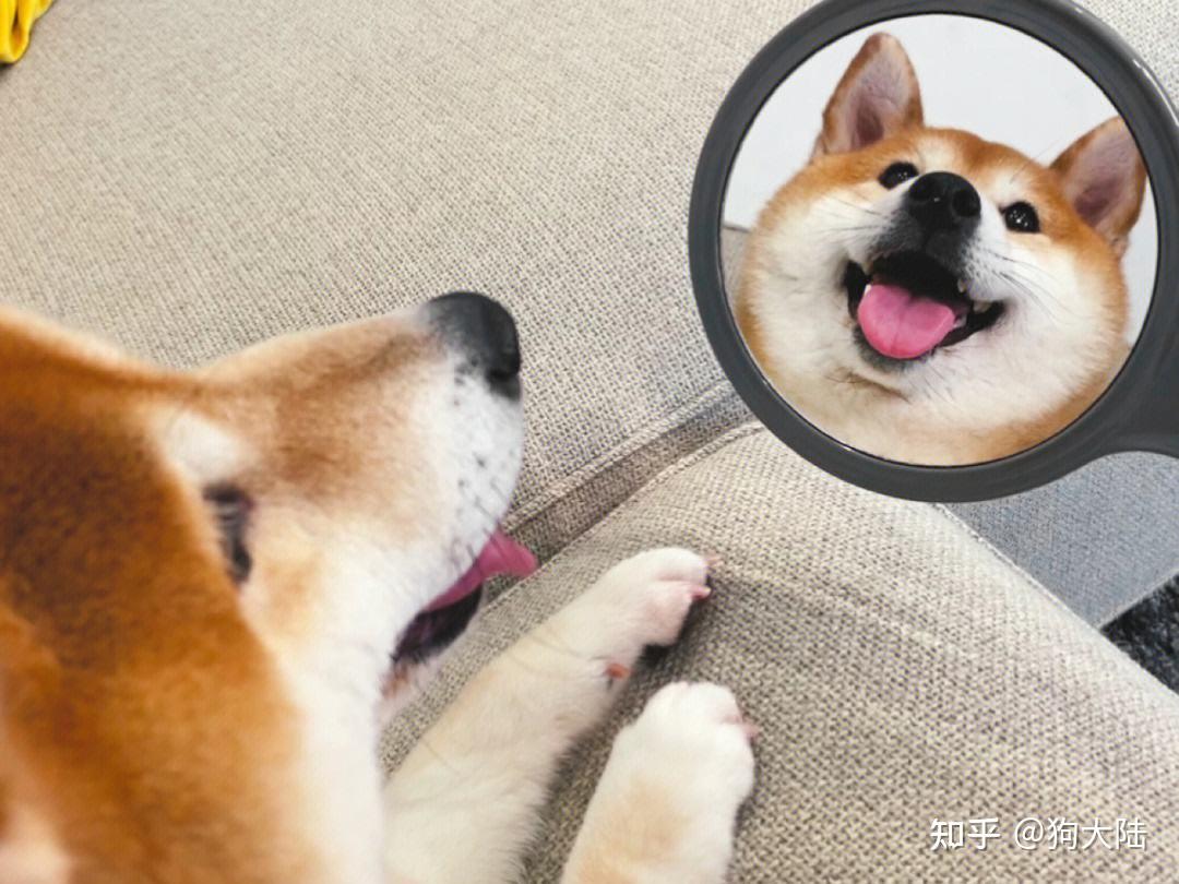 "聪明狗"才会有这6种表现,中两个就养对狗了! - 知乎