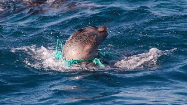 大量的塑料垃圾倾入海中,严重威胁了海洋动物的安全