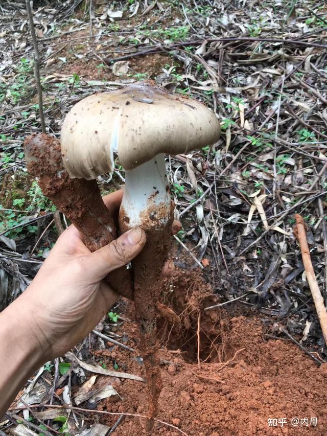 鸡枞能种植吗鸡枞怎么吃
