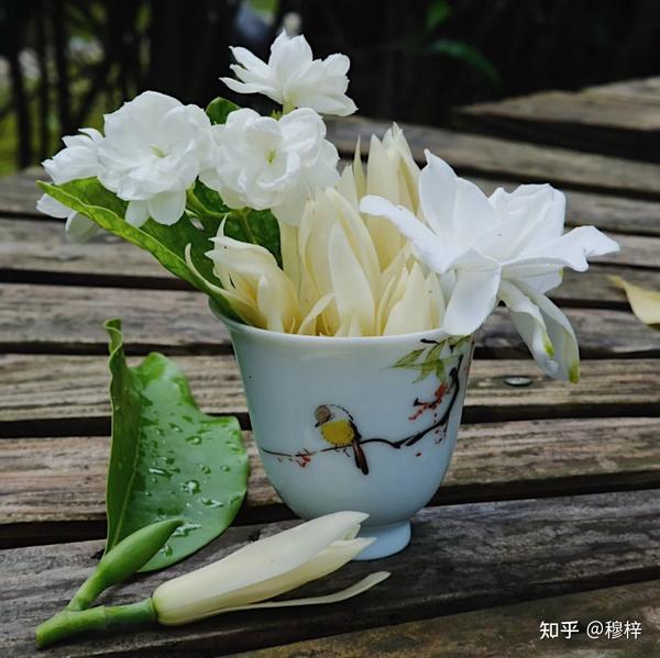 栀子花 白兰花 茉莉花 初夏三白 知乎