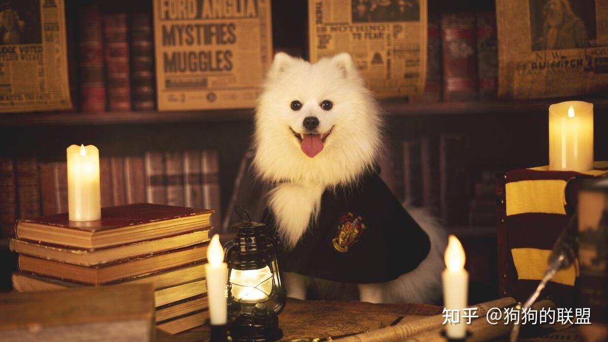 不怕告诉你,养狗最好不要养银狐犬,这几个原因太让人“伤心”! - 知乎