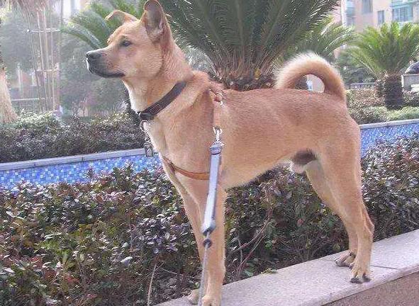 中华田园犬图鉴|重新认识“土狗” - 知乎