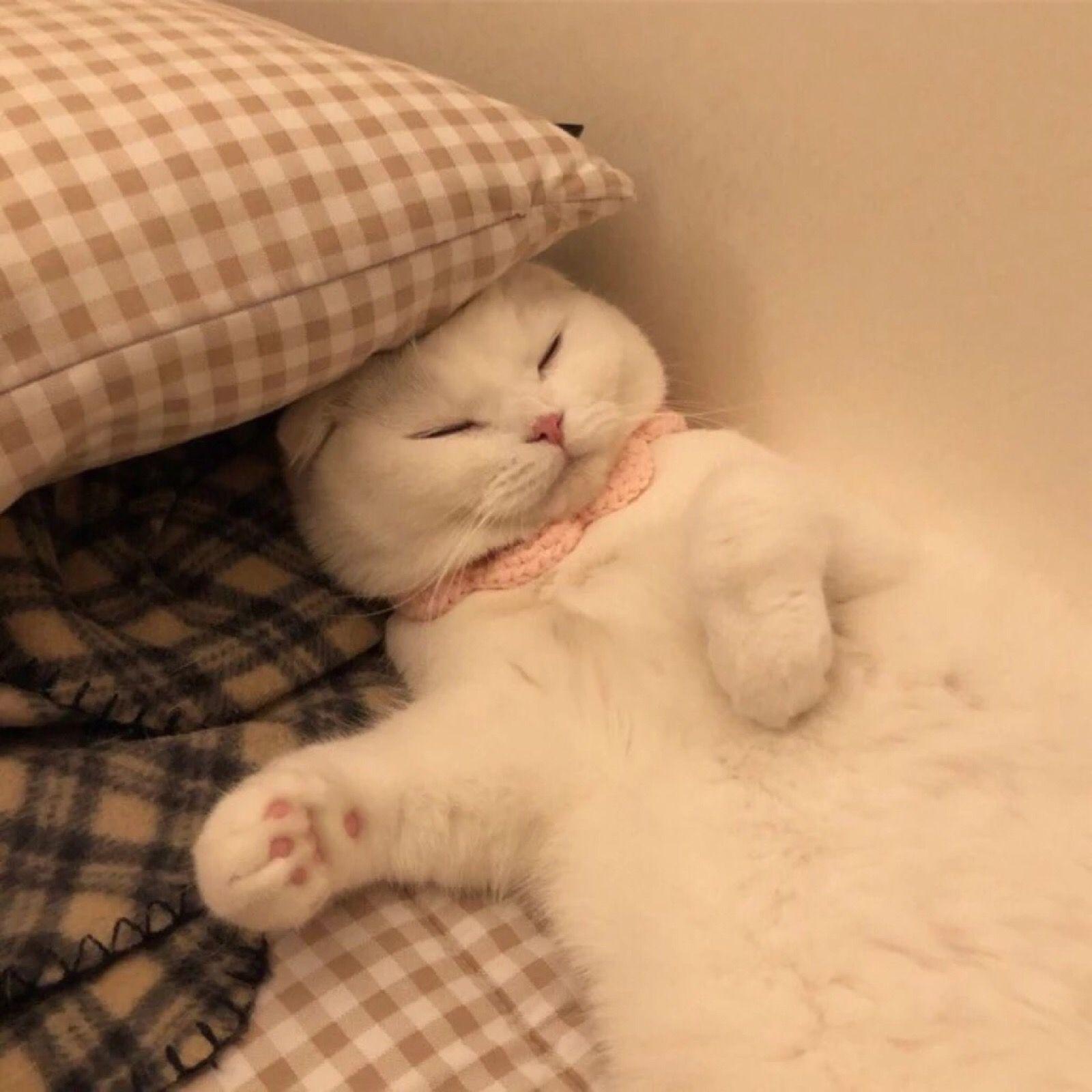 有没有比较可爱又有点搞笑的动物头像?最好是猫? - 知乎