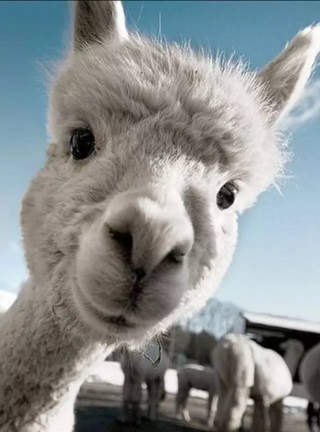 从逗比界到鸡汤届羊驼是怎么做到的