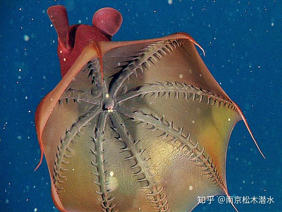 无墨囊幽灵蛸没有墨囊,这是它们与其他种类的乌贼,鱿鱼,章鱼的明显