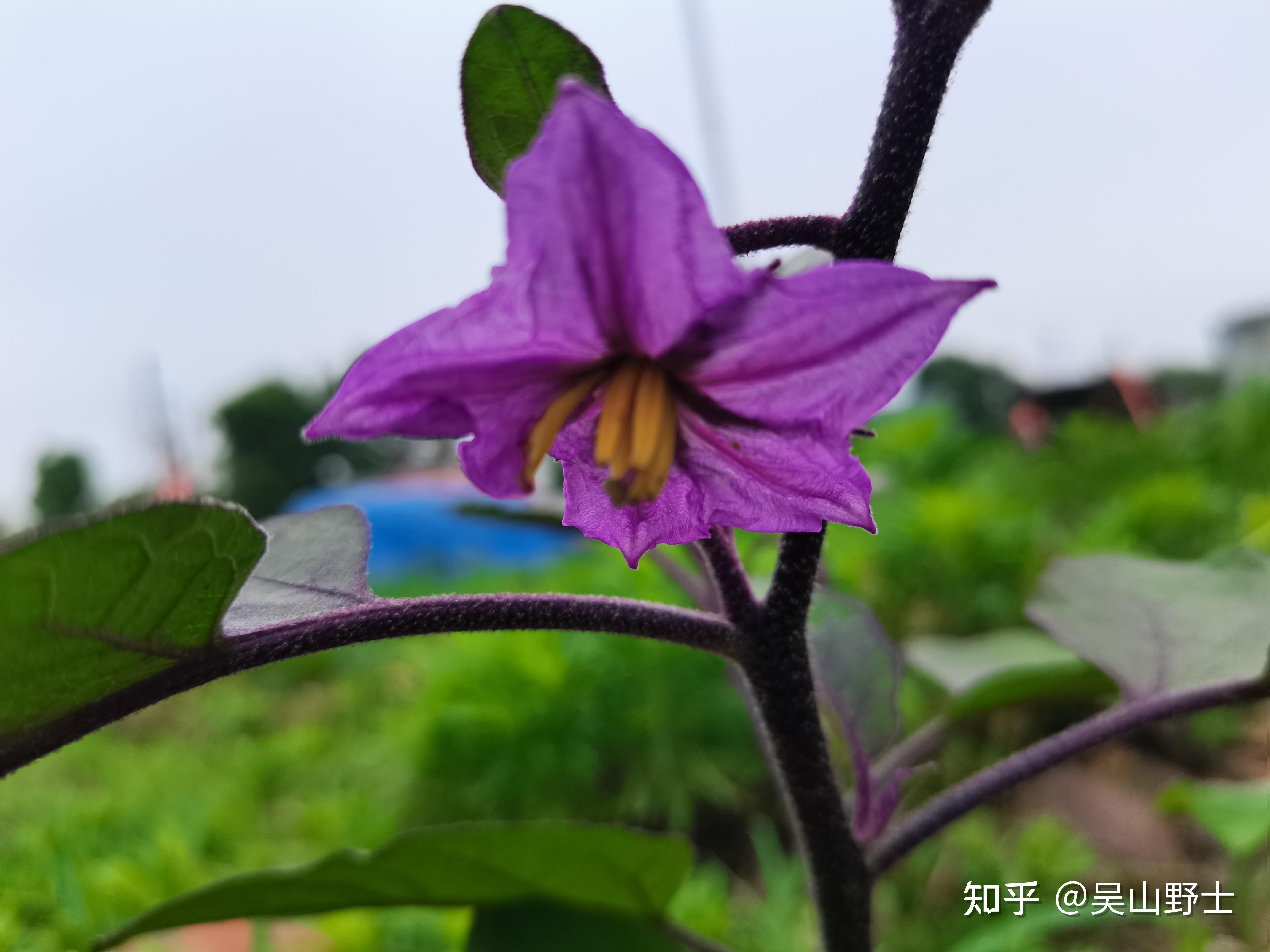 七绝茄花平水韵