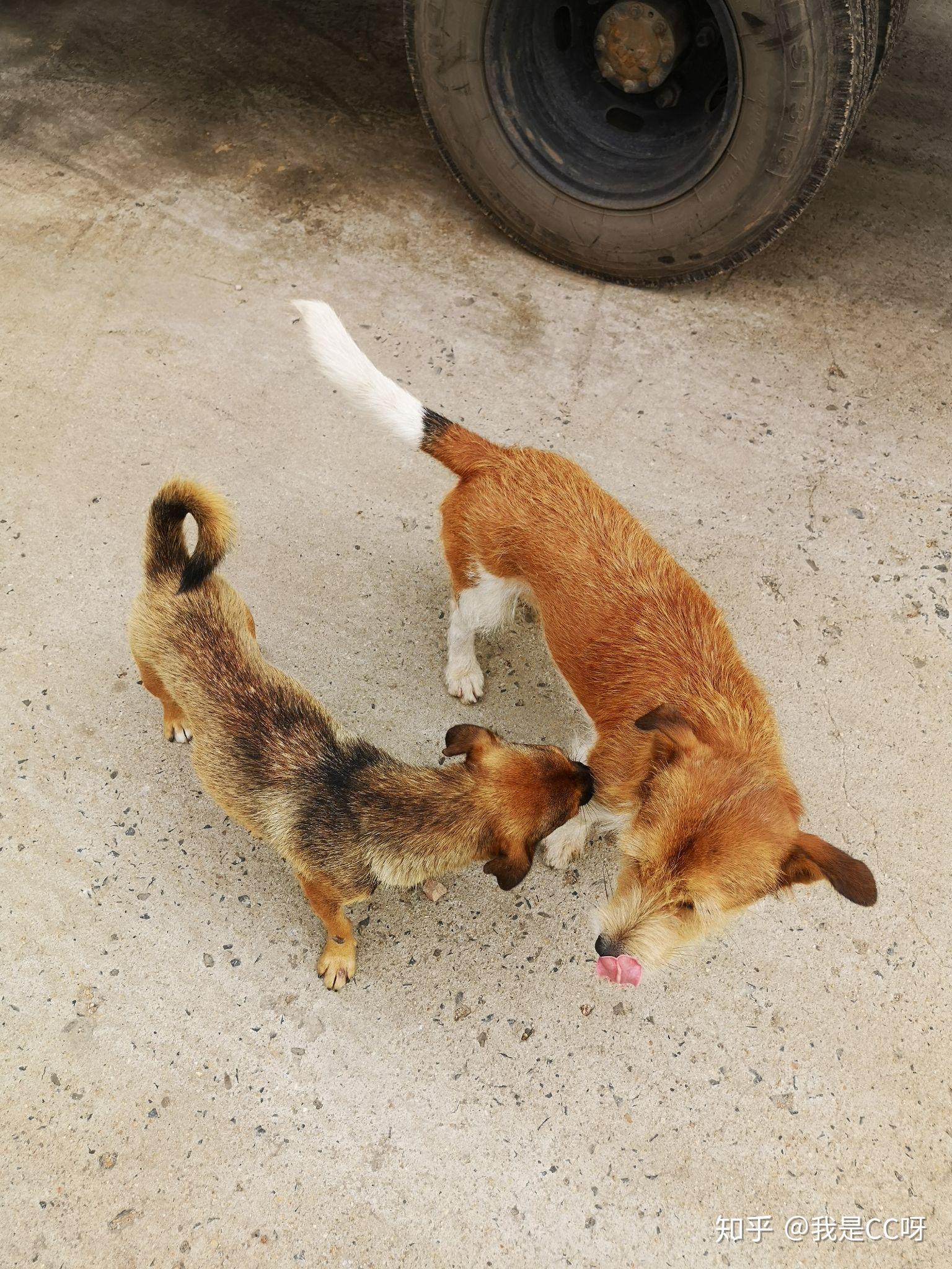 三只流浪狗 - 知乎