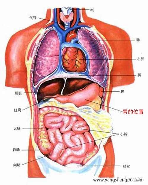 胃的形状和位置