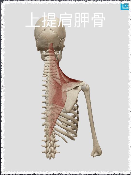 菱形肌收缩可使肩胛骨图片