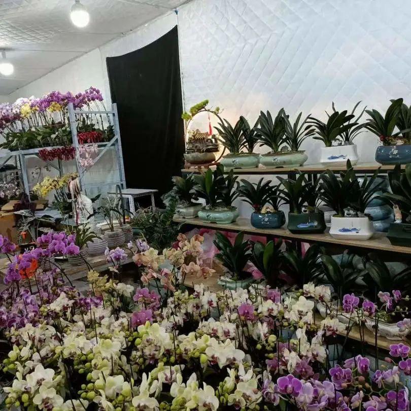 花卉批发大市场——小盆栽的天堂现场实拍花店老板们对于本次展会非常