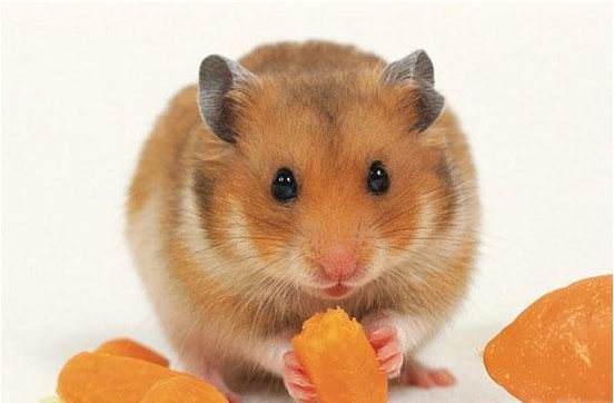 金丝熊寿命有多长 需要注意哪些 知乎