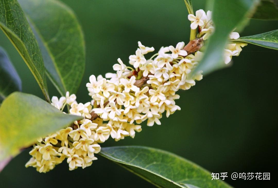 桂花,才是秋日里色香味俱全的花卉 - 知乎