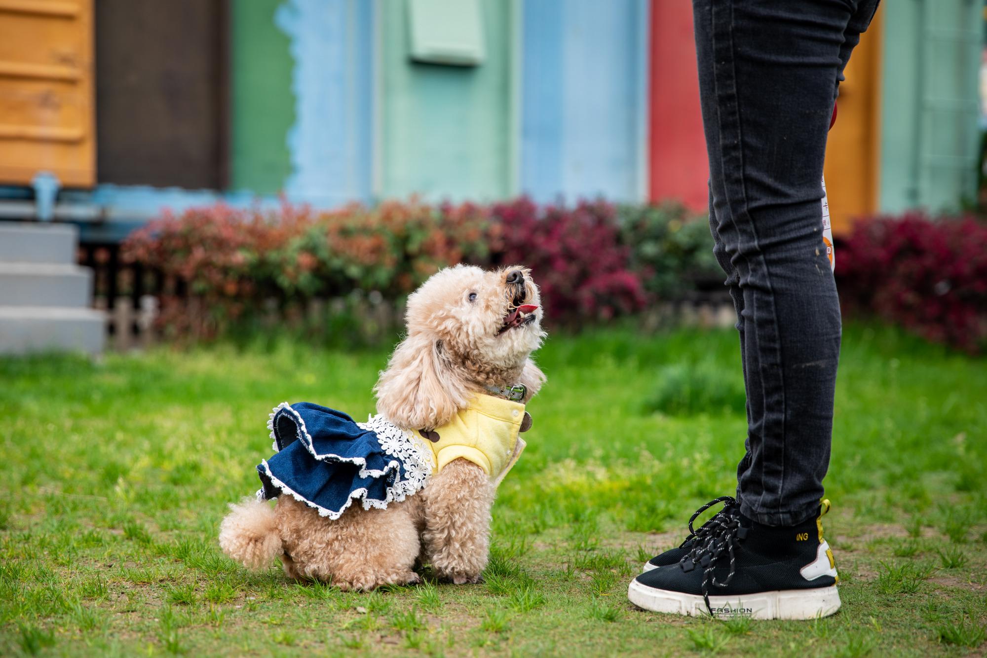 为什么很多年轻人爱宠物胜过爱父母?三点原因引人深思!