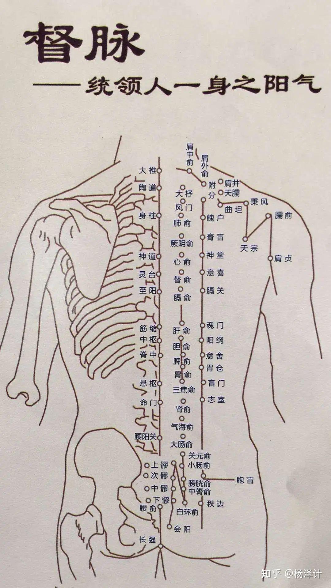 督脉对应的人体反射区图片