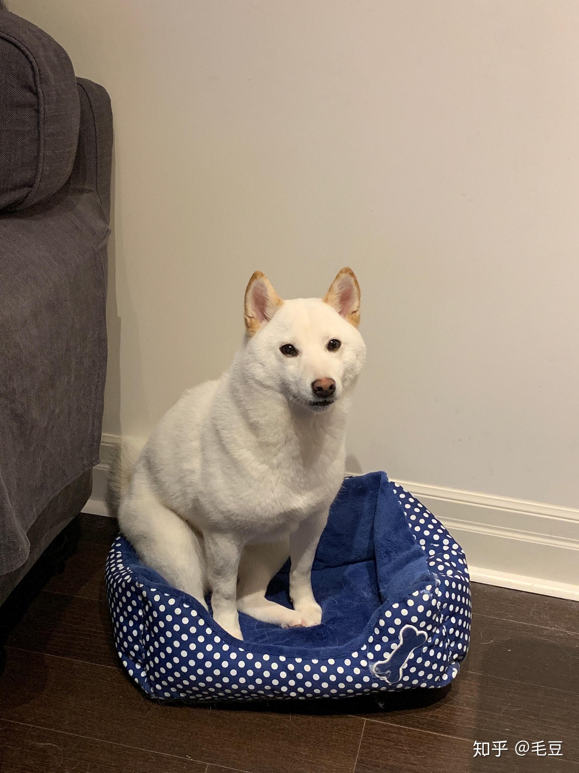 有没有养白色柴犬的大神能不能分享一下感受和图片