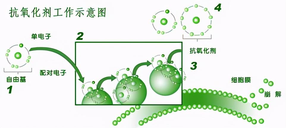 其实抗初老就是抗皱,抗氧化,抗光老化,抗糖化.