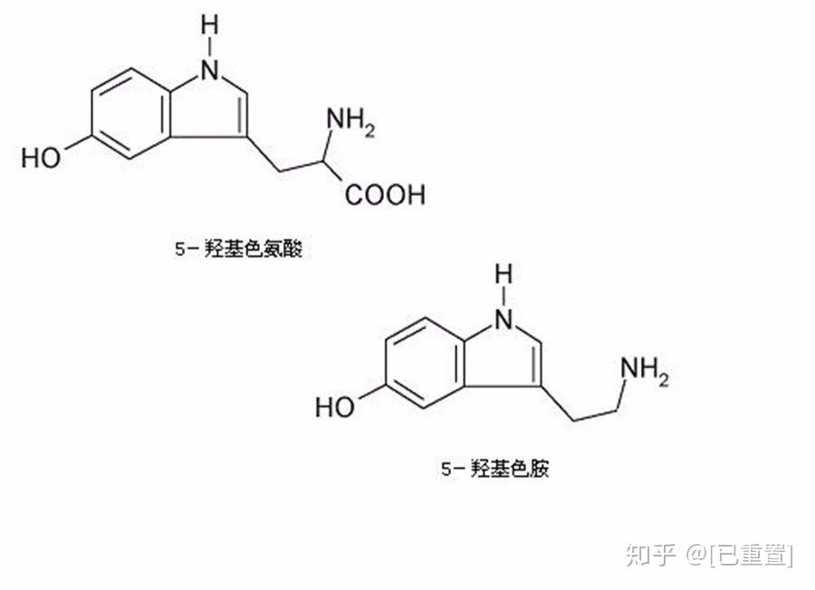 这得归功于一个名叫"五羟色胺"的大脑化学物质(也称为血清素),五羟色