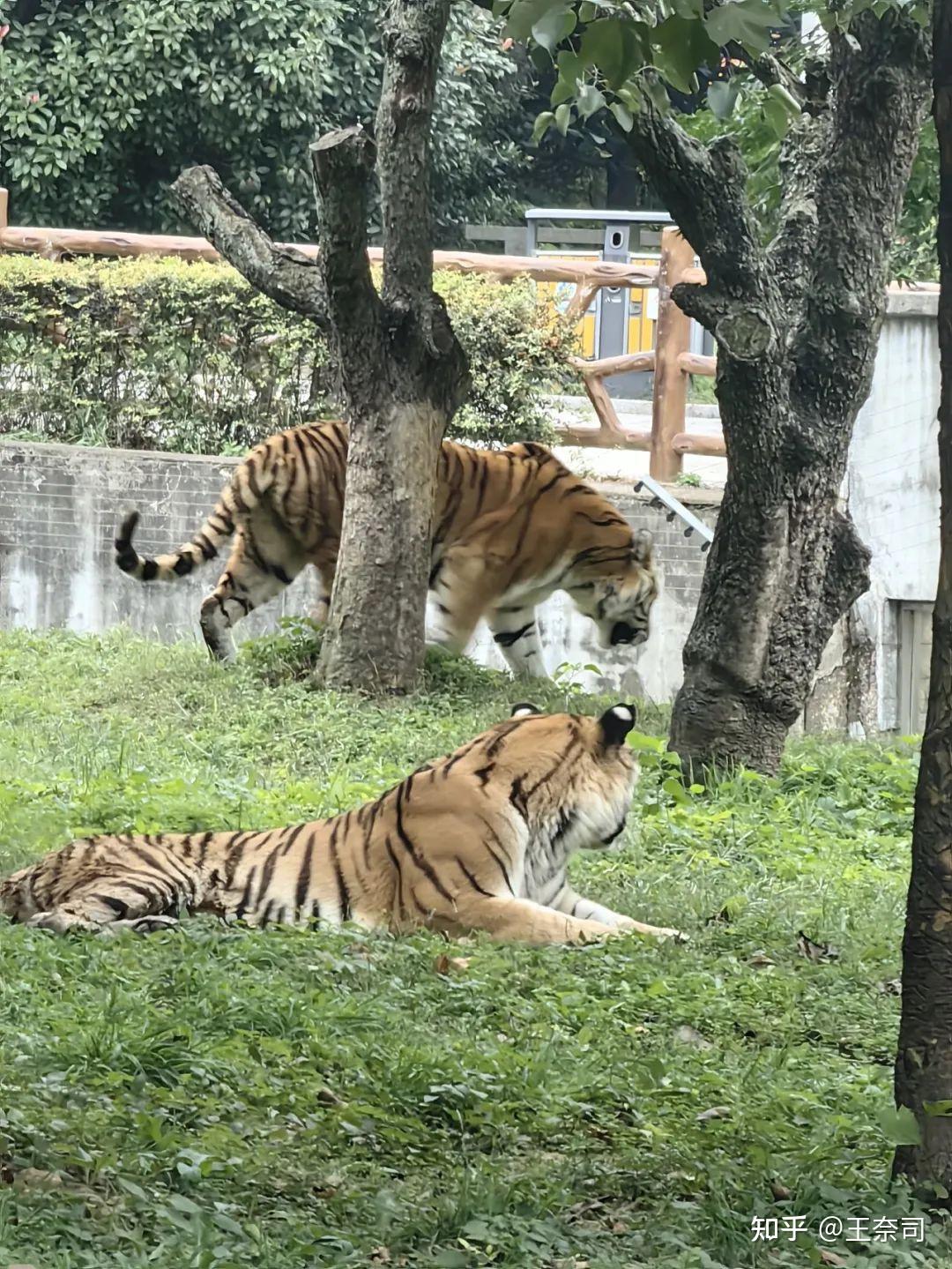 淮安動物園之旅萬物有靈和諧共生