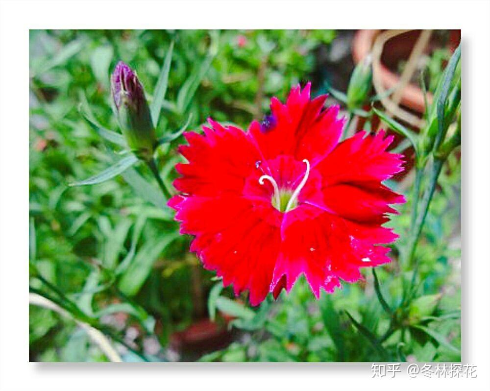 5月1日生辰花红石竹